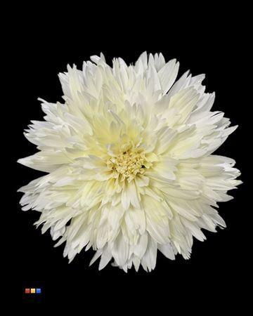 Chrysanthemum geplozen kas kleurbehandeld H%