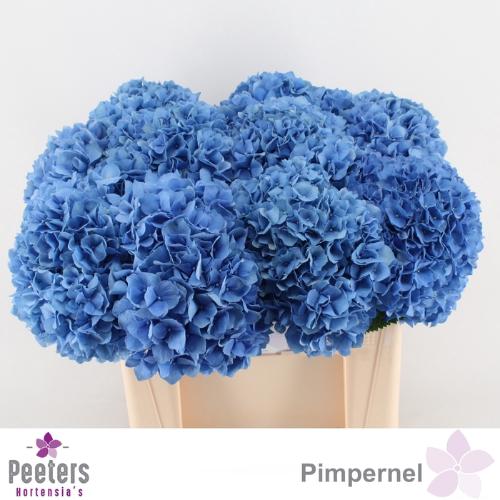 Hydrangea macrophylla 'Pimpernel'