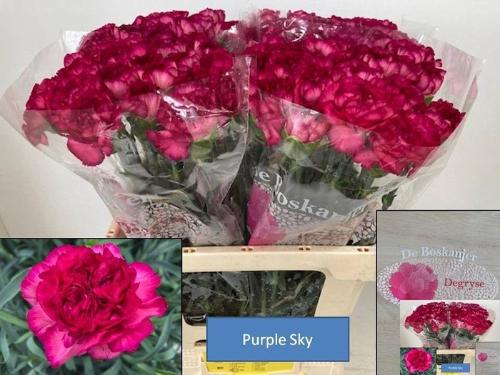Dianthus standaard 'Purple Sky'