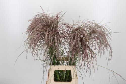 Miscanthus sinensis overig