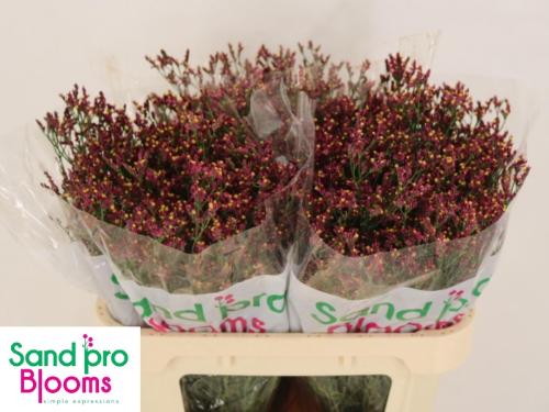 Limonium sinensis Scarlet Diamond