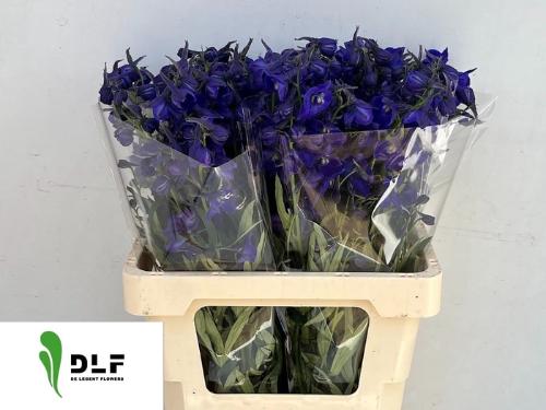 Delphinium Belladonna Grp enkelbloemig 'Atlantis'