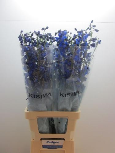 Delphinium Belladonna Grp enkelbloemig 'Sea Waltz'