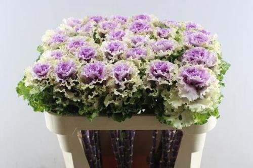 Brassica oleracea 'Crane Ruffle Rose'