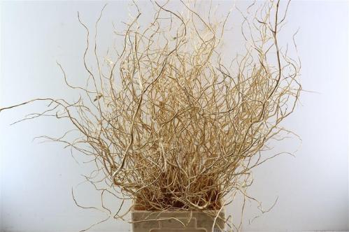 Salix kleurbehandeld H%