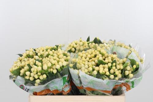 Hypericum x inodorum Magical White Princess