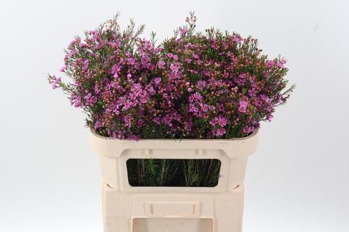 Chamelaucium 'Eden'