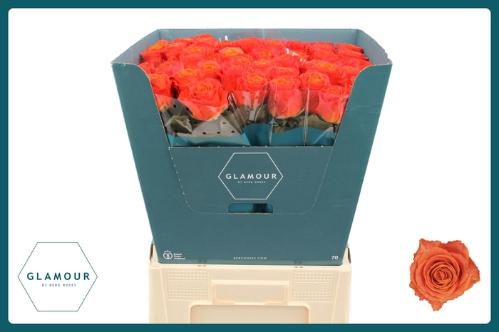 Rosa grootbloemig Clarence+