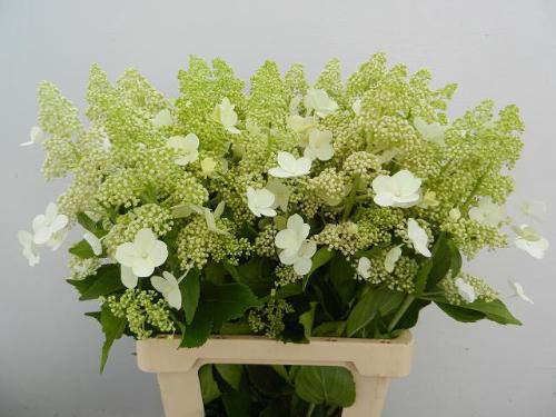 Hydrangea paniculata 'Kyushu'