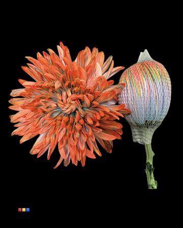 Chrysanthemum (Indicum Grp) geplozen Antonov kleurbehandeld H%