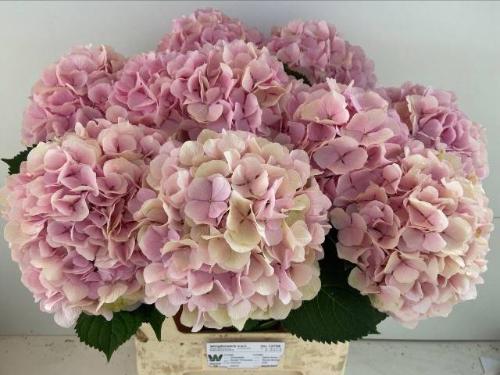 Hydrangea macrophylla 'Verena' (classic)