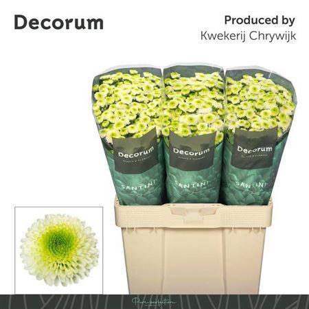 Chrysanthemum (Indicum Grp) tros santini Maverick