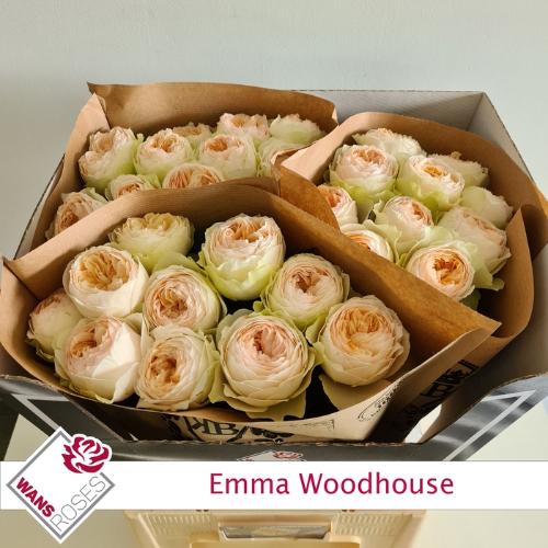 Rosa grootbloemig Emma Woodhouse