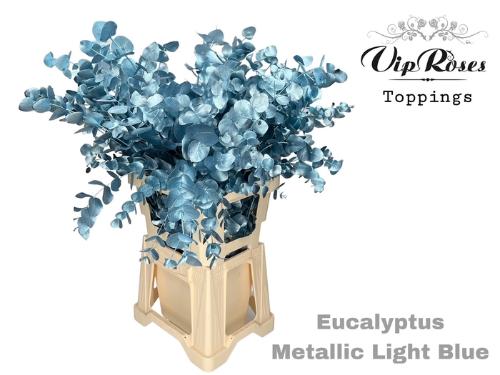 Eucalyptus cinerea kleurbehandeld per bos H%