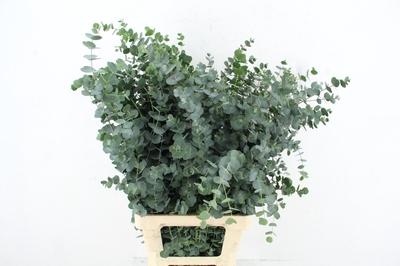 Eucalyptus gunnii Azura