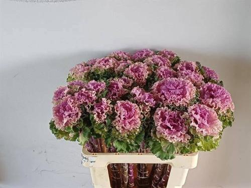 Brassica oleracea 'Crane Ruffle Rose'