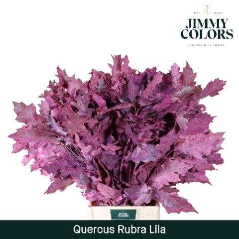 Quercus rubra kleurbehandeld H%