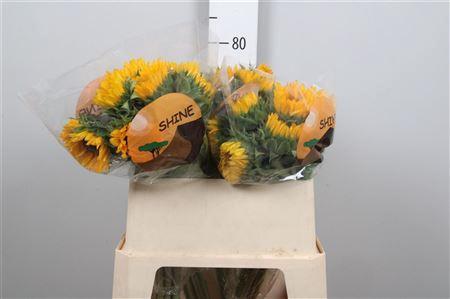 Helianthus annuus 'Orange Fire'