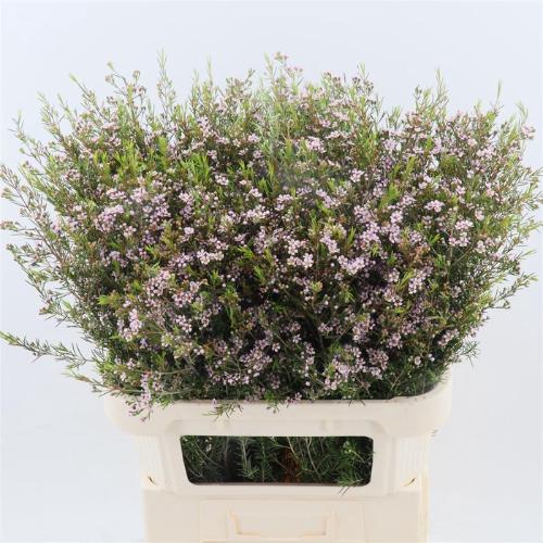 Chamelaucium uncinatum 'Romi'