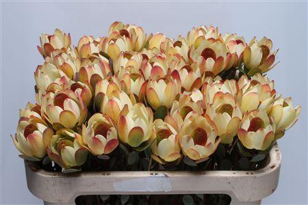 Leucadendron discolor