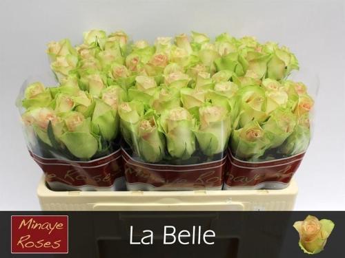 Rosa grootbloemig La Belle