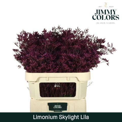 Limonium overig kleurbehandeld H%