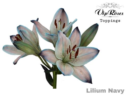 Lilium Oriental Grp kleurbehandeld H%