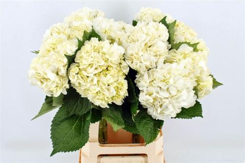 Hydrangea overig
