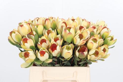 Leucadendron discolor 'Pom-pom'