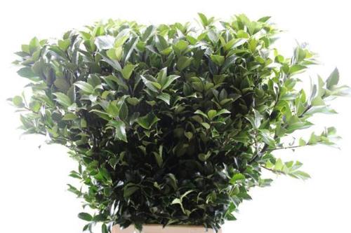 Ilex x meserveae Blue Fantasy