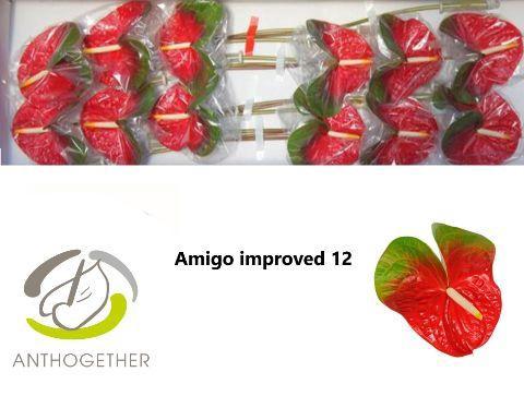 Anthurium Andreanum Grp Amigo Improved