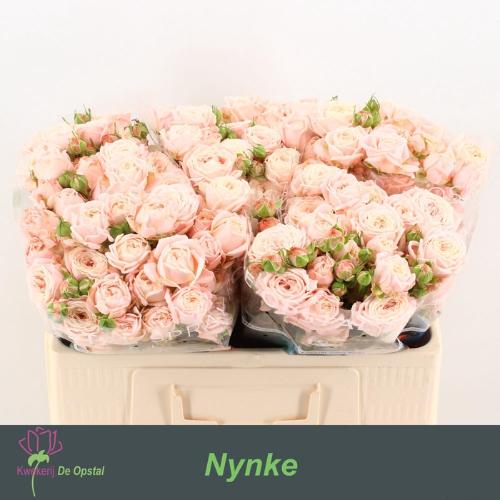 Rosa tros Nynke