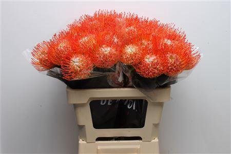 Leucospermum cordifolium 'Tango'