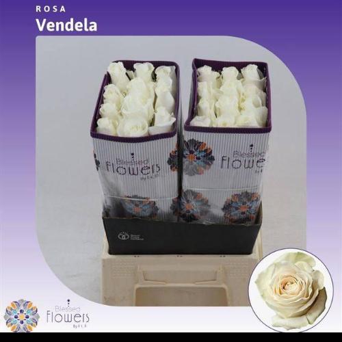 Rosa grootbloemig Vendela