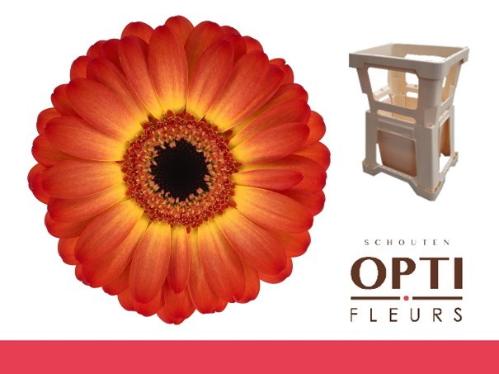 Gerbera mini Flamazing