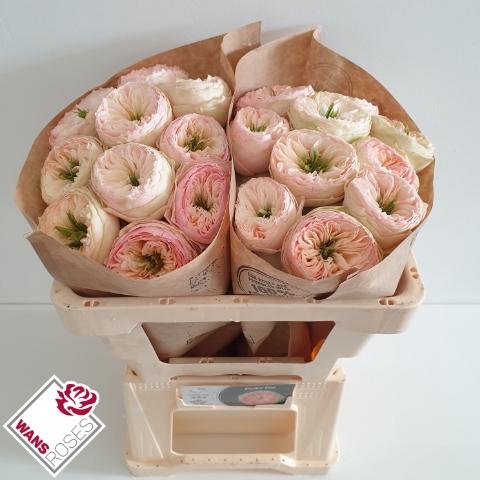 Rosa grootbloemig Pinky Pie!