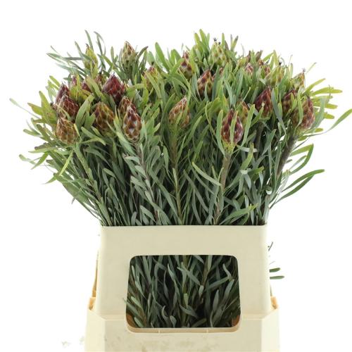 Leucadendron overig