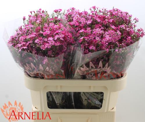 Chamelaucium 'Purple Rain'