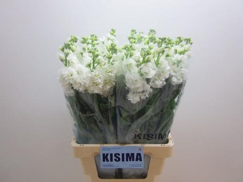 Matthiola incana 'Iron White'