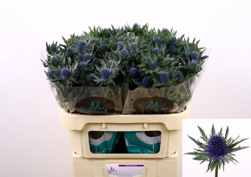 Eryngium Aquarius Questar