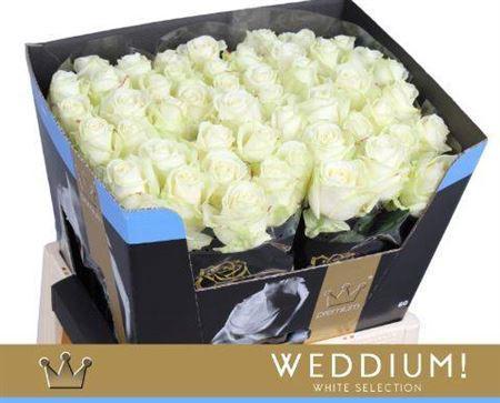 Rosa grootbloemig Avalanche+