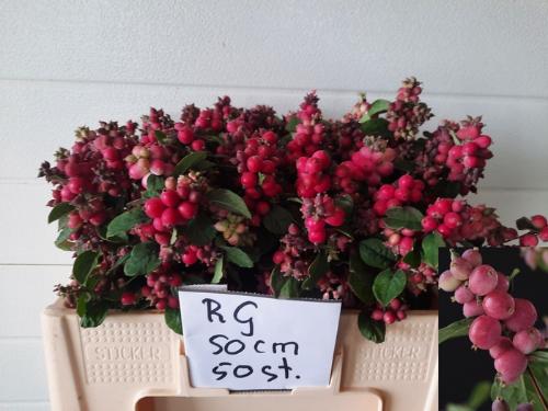 Symphoricarpos (Pink Berry Grp) Magical Ruby Giant