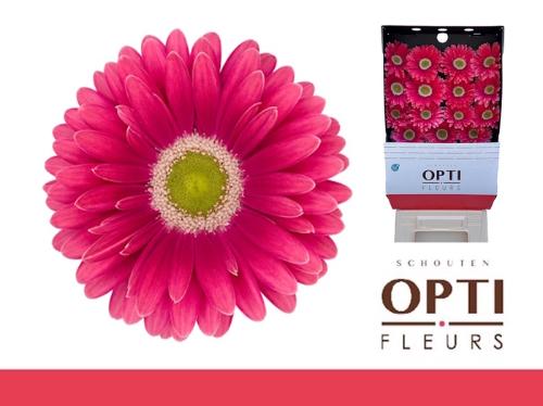 Gerbera grootbloemig 'Unique'