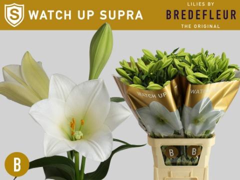 Lilium longiflorum 'Watch Up'