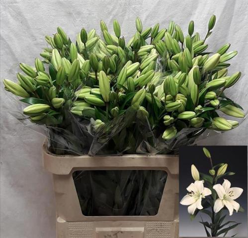 Lilium Longiflorum x Aziatische Grp 'Litouwen'