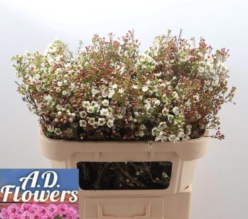 Chamelaucium micranthum 'Liron'