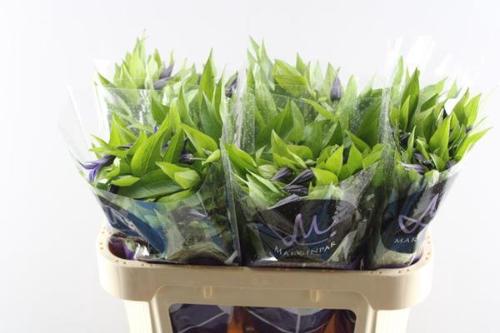 Clematis Amazing Oslo