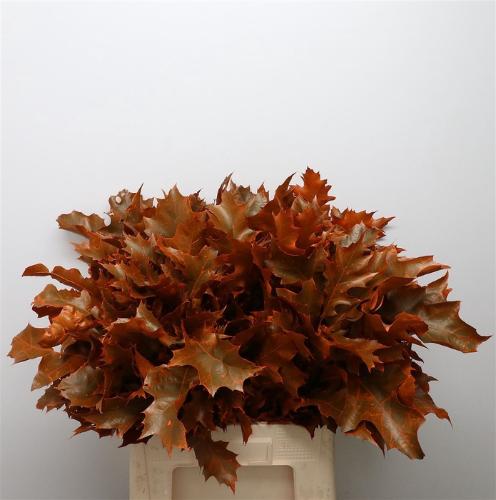 Quercus rubra kleurbehandeld H%