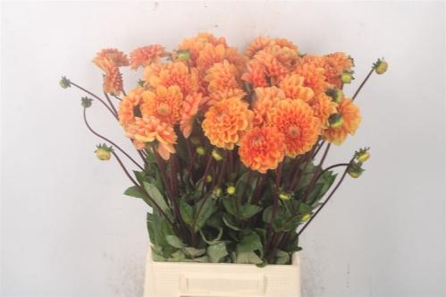 Dahlia 'Sylvia'