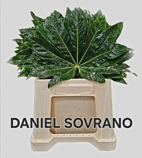 Fatsia japonica (blad)